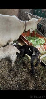 7 ročná koza a 3 mesačná kozička - 3