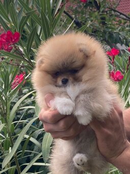 Pomeranian s PP FCI - 3