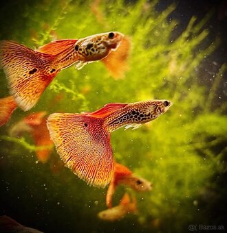 gupky (čisté formy) - 3