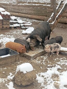 Čínske klapouché - 3