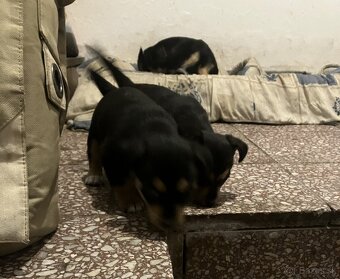 Krížený Juck Russel terier vs Jazvečík - 3