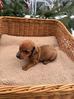 Krátkosrstý jazvečík - 3