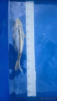 Koi kapre - 3