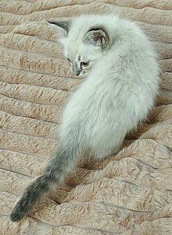 Mačiatka Ragdoll - 3