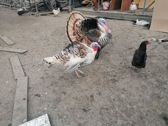 Predám grolwickych moriakov. - 3
