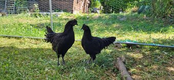 Ayam cemani - 3
