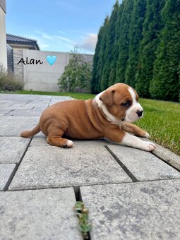 Americký Stafordšírsky teriér s PP 🐾🩷🩵🐶 - 3