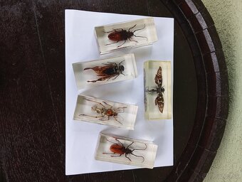 Super Vau zbierka Hmyzu - 3