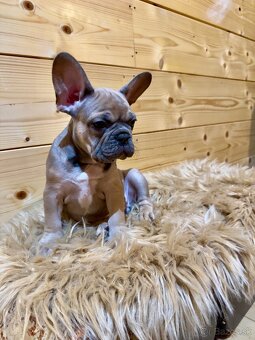 Francúzsky buldoček s PP - 3