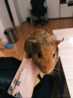 Predám párik morčiatok - 3