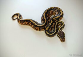 Python regius - 3