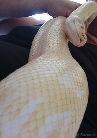 Python tmavý Albino - 3