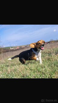 Beagle - 3