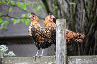 Marans pšenična, Appenzelsky chocholaci, Hamburcanky - 3