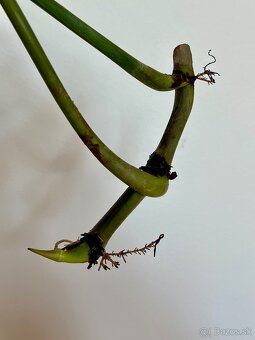 Philodendron Gloriosum odrezok D - 3