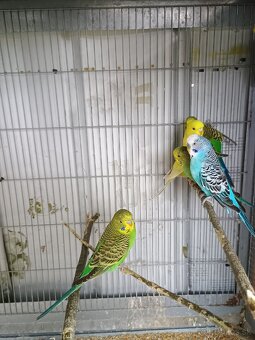 Predám mladé andulky - 3