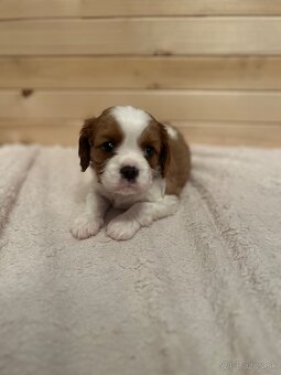 Cavalier King Charles Španiel - 3
