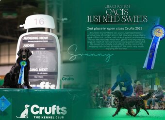 Flat Coated Retriever s PP - 3