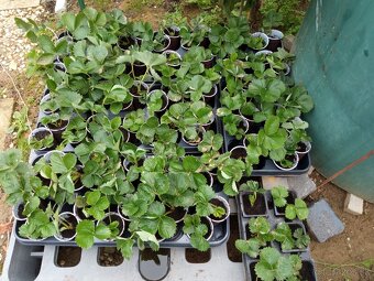 Sadenice jahod Senga Sengana - 3