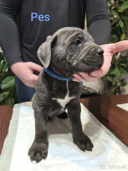 Cane Corso bez PP - 3