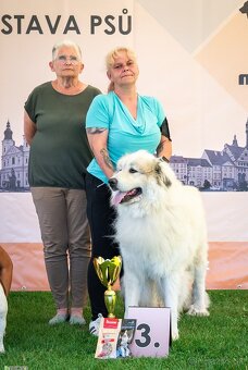 Pyrenejský horský pes - 3