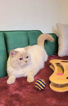 ŠKÓTSKE MAČKY s PP/ F. TICA - 3