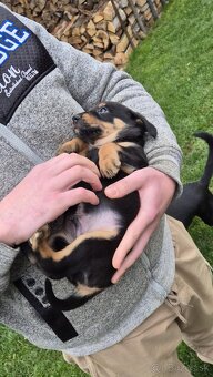 Darujem šteniatka - 3