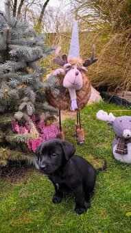 Steniatka Labrador - 3