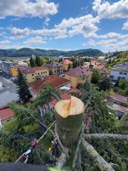 Výrub a opilovanie stromov LACNO A BEZPEČNE - 3