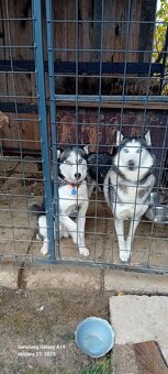 Sibirsky husky steniatka - 3