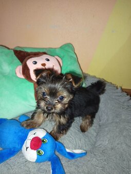 Yorkshirsky terier - 3