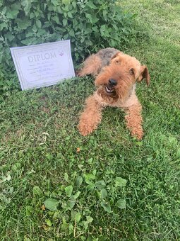 Welsh Terrier - 3