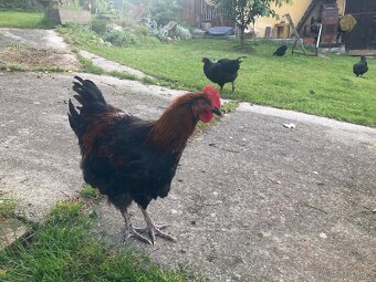 Marans medenokrká - 3