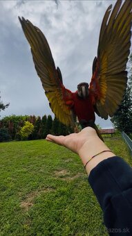 ARA - FREE FLYING - VOĽNÉ LIETANIE - 3