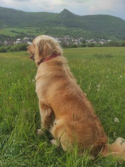 Zlatý retriever - 3