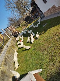 Predám nasadove vajička - 3