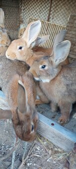 Samicky,samce krizence burgunsky - 3