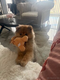 Pomeranian- čistokrvný - 3
