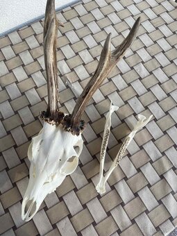 Poľovnícke trofeje - 3