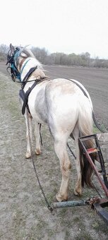 Kone - 3