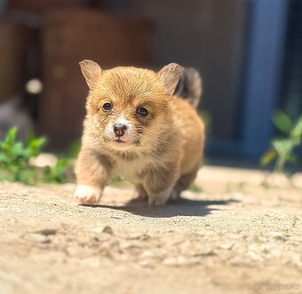 Corgi - 3