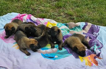 Belgický ovčiak Malinois - 3