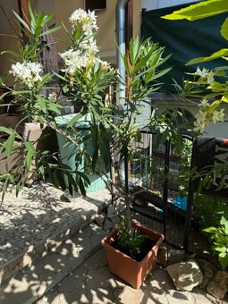 Biely Oleander - 3