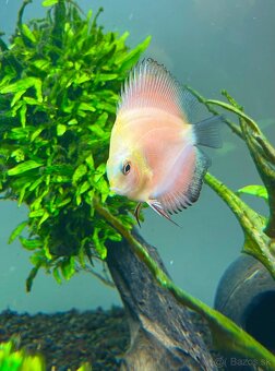 Discus,Terčovec - 3