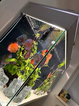 455l Akvarium - 3