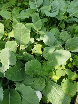 Priesady (planty) na predaj - 3