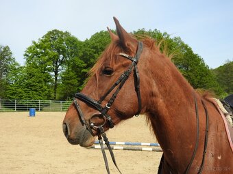 Valach 7 let výška 160cm - 3