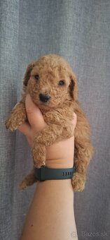 Pudel, pudlik toy/trpaslik - 3