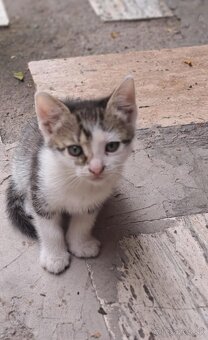 horvathovaivana208@gmail.com - 3