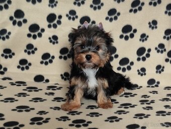 Yorkshire terrier - 3